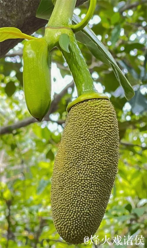 菠萝蜜免费视频 菠萝蜜免费视频